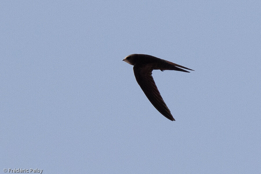 Common Swift