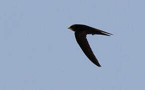 Common Swift