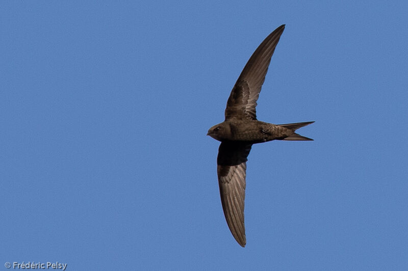 Common Swift, Flight
