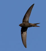 Common Swift