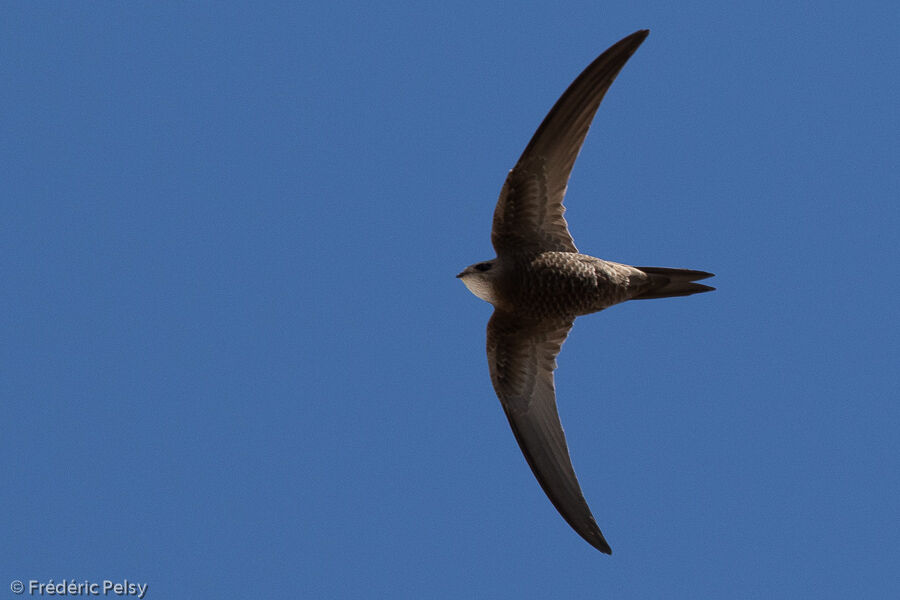 Pallid Swift, Flight