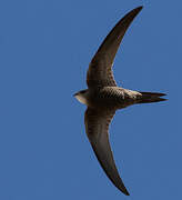 Pallid Swift