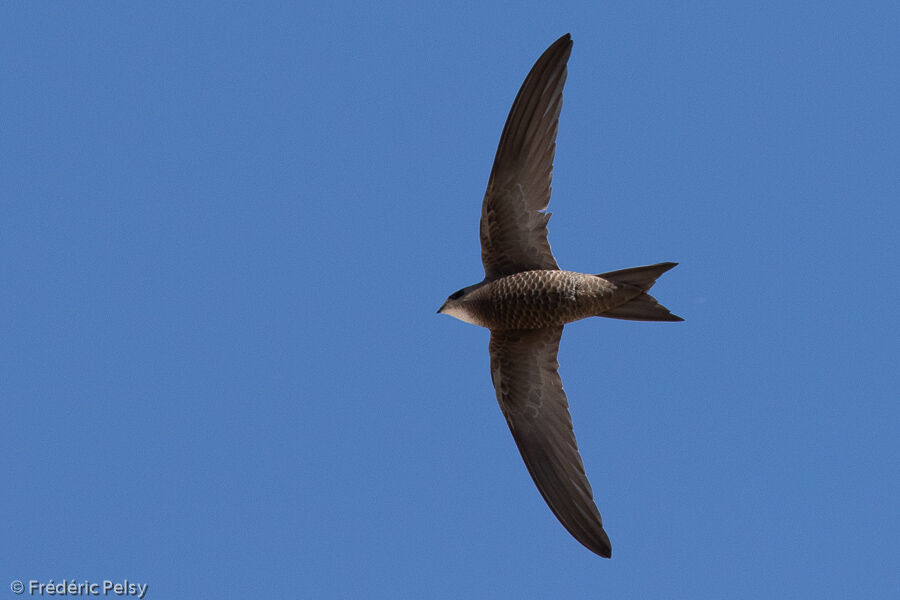 Pallid Swift, Flight