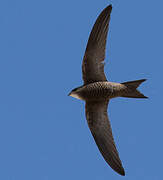 Pallid Swift