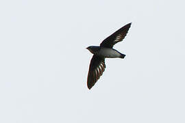 Papuan Spine-tailed Swift