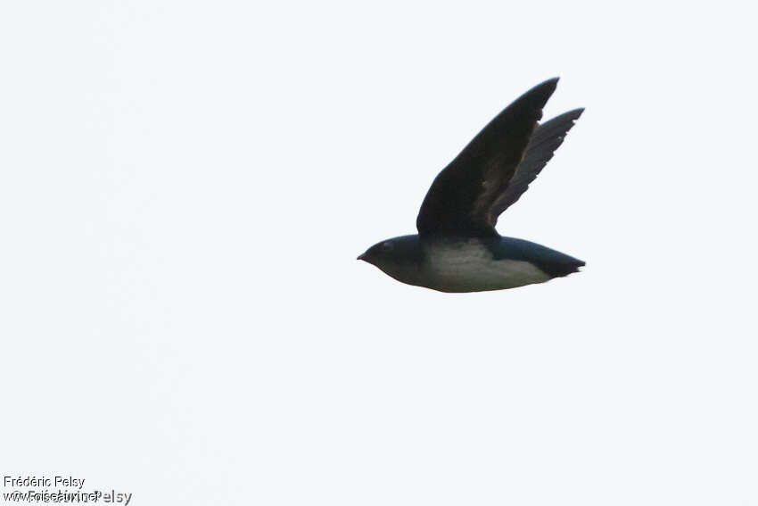 Papuan Spine-tailed Swift