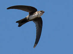 Antillean Palm Swift