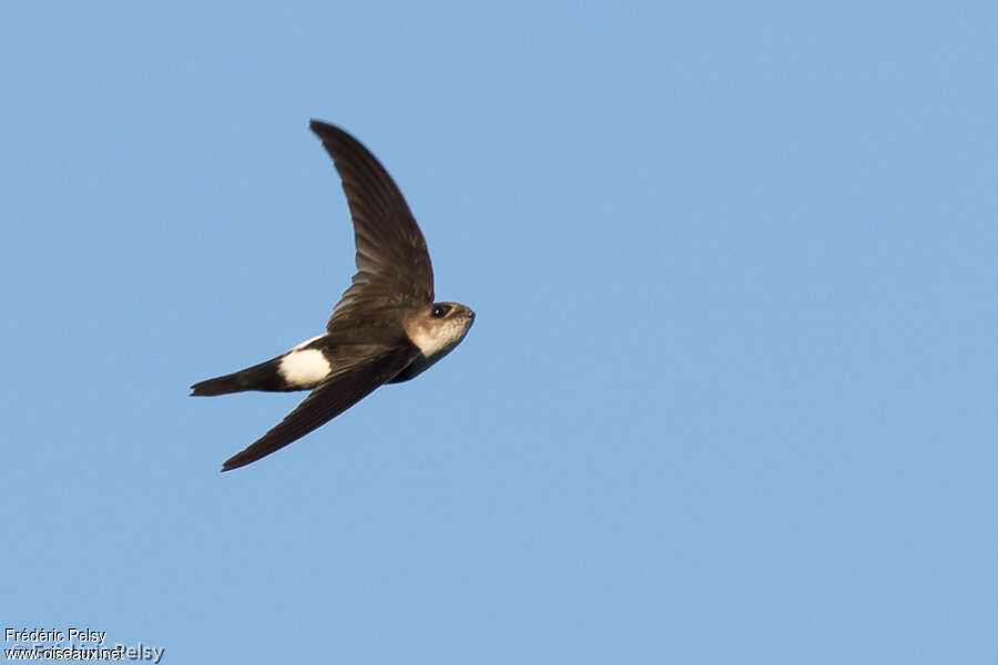 Antillean Palm Swiftadult, identification