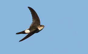 Antillean Palm Swift