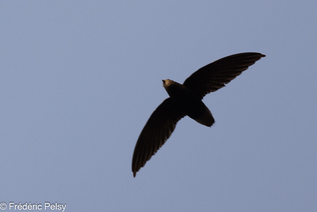 Short-tailed Swift