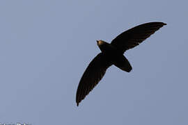 Short-tailed Swift