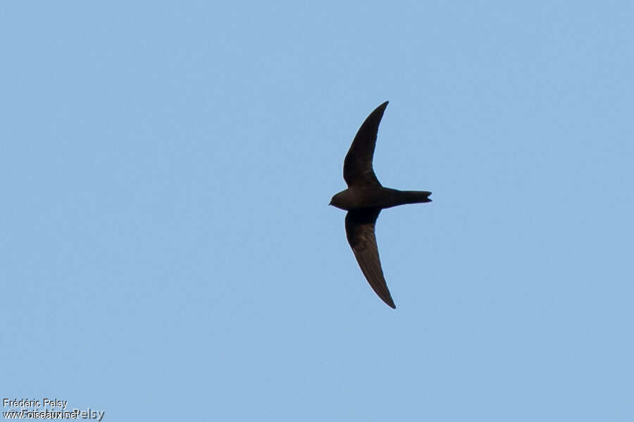 American Black Swift, Flight