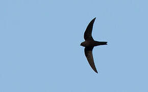 American Black Swift