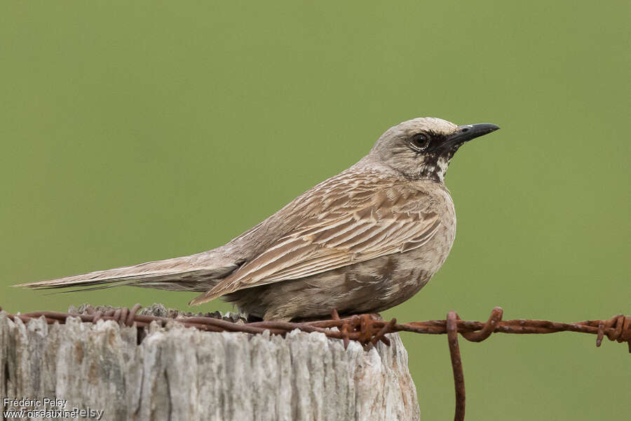 Brown Songlark male