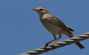 Rufous Songlark