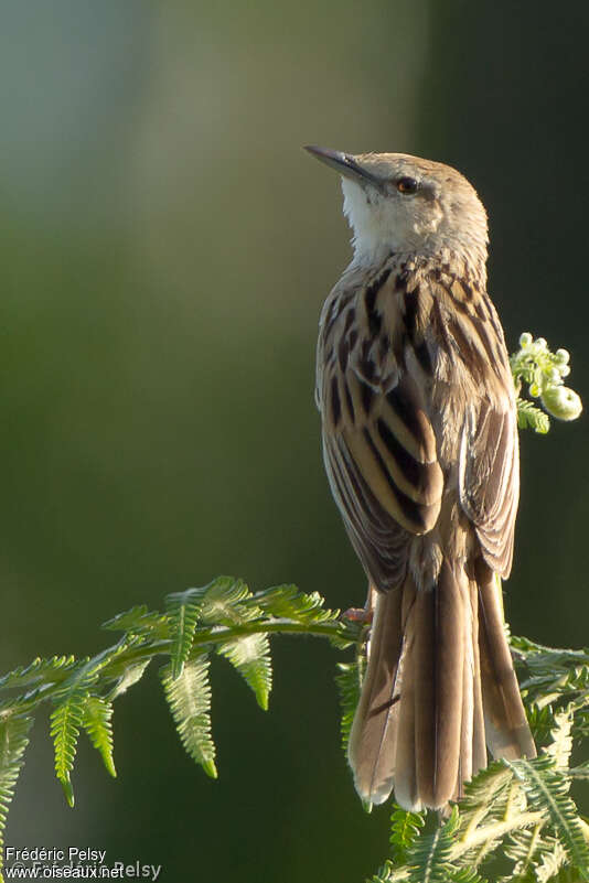 Striated Grassbird