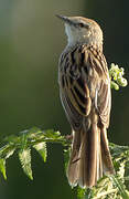 Striated Grassbird