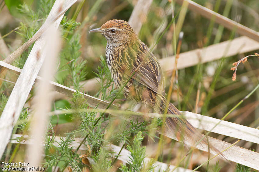 New Zealand Fernbirdadult