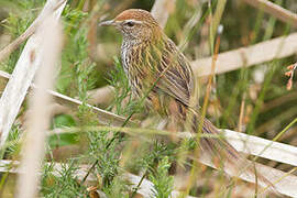 New Zealand Fernbird