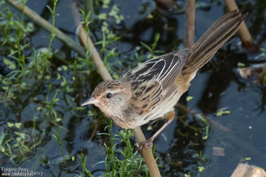 Mégalure menue, habitat, pigmentation