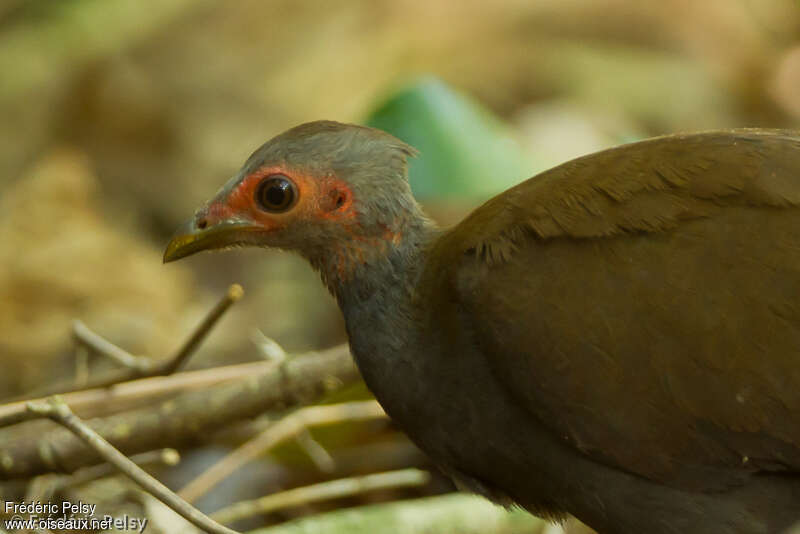 Mégapode des Philippinesadulte