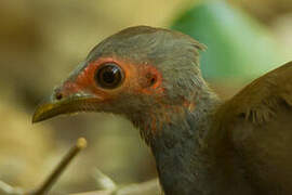 Philippine Megapode