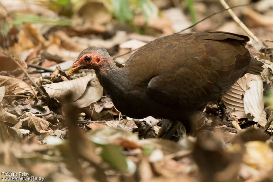 Philippine Megapode