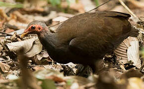 Philippine Megapode