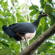 Maleo