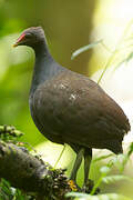 Melanesian Megapode