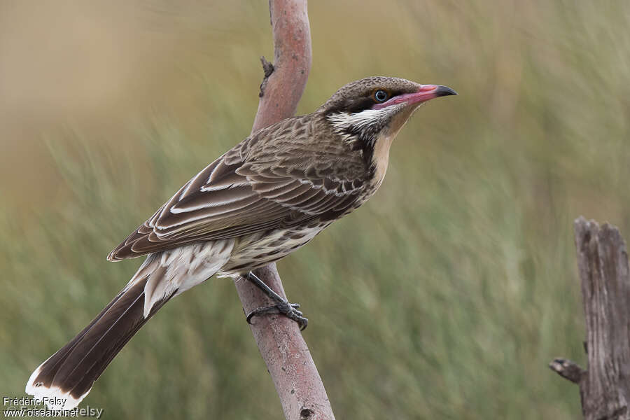 Spiny-cheeked Honeyeateradult, identification