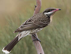 Spiny-cheeked Honeyeater