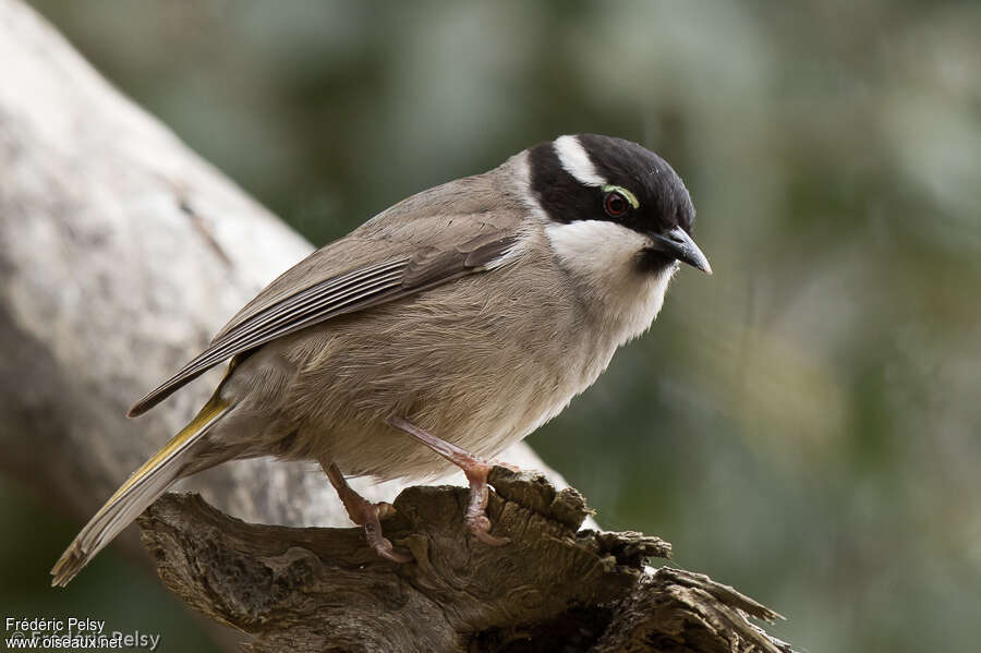 Strong-billed Honeyeateradult, identification