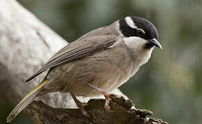 Strong-billed Honeyeater