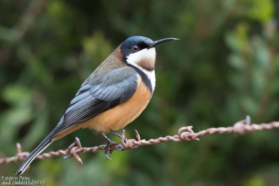 Eastern Spinebill male adult, identification