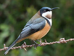 Eastern Spinebill