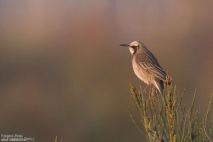 Tawny-crowned Honeyeater