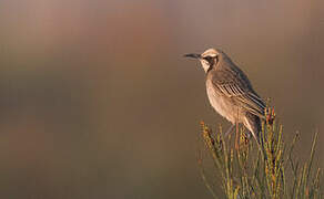 Tawny-crowned Honeyeater