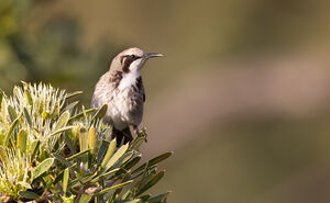 Méliphage à calotte fauve