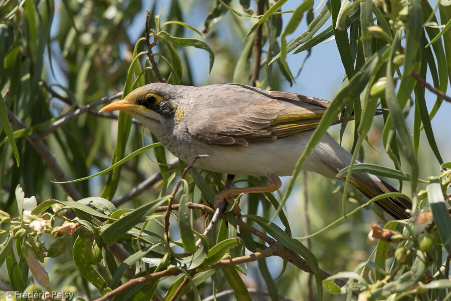 Yellow-throated Miner