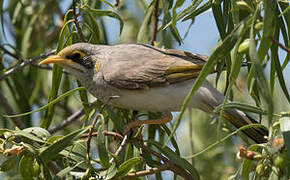 Yellow-throated Miner