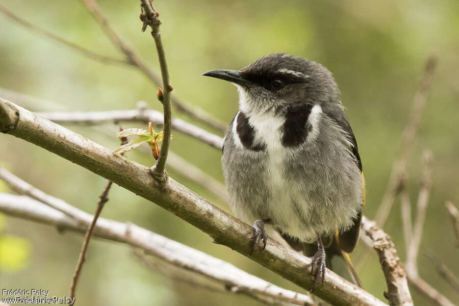 Crescent Honeyeateradult, aspect