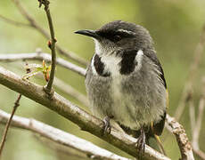 Crescent Honeyeater