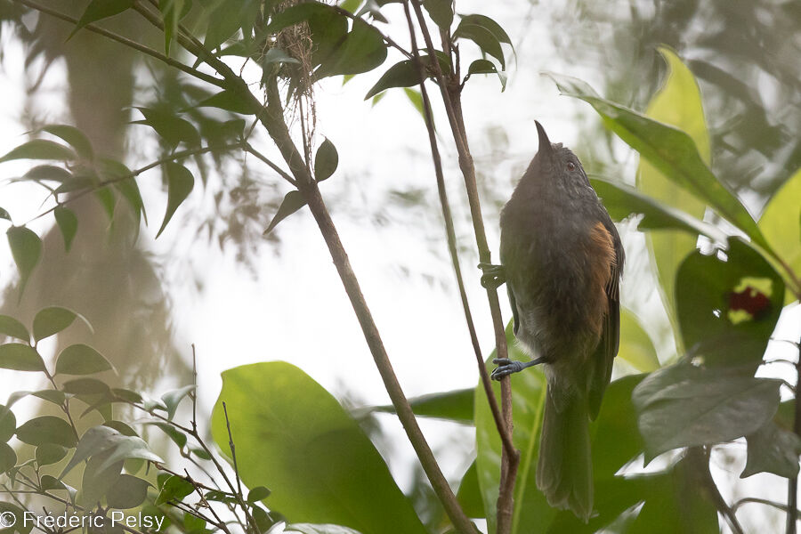 Rufous-sided Honeyeater