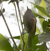 Rufous-sided Honeyeater