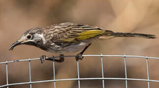 White-fronted Honeyeater