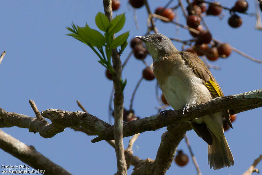 Rufous-banded Honeyeateradult