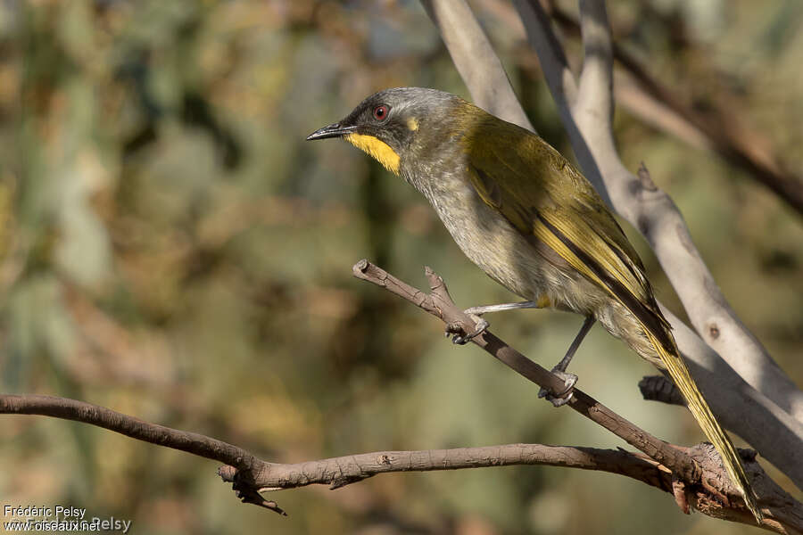 Yellow-throated Honeyeateradult, identification