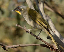 Yellow-throated Honeyeater