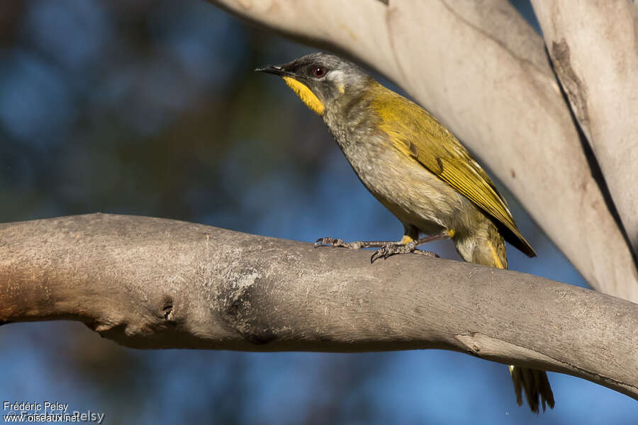 Yellow-throated Honeyeateradult